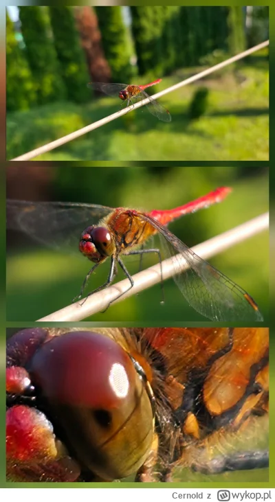 Cernold - #fotografia 

CSI enhance