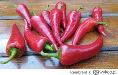 Rembrant - Polecam jeden z najlepszych sosów z papryczek chili jaki można zrobić same...