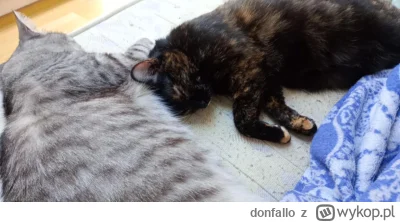 donfallo - #pokazkota