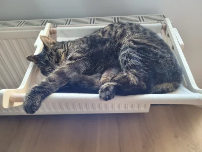 klefonafide - Nowe ulubione miejsce kiciusia 

#koty #pokazkota #smiesznekotki