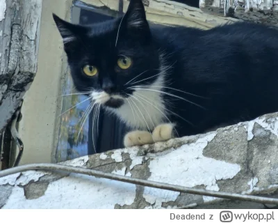 Deadend - #zwierzeta #koty #zdjecia
Takiego drapieżnika wczoraj upolowałem na parapec...