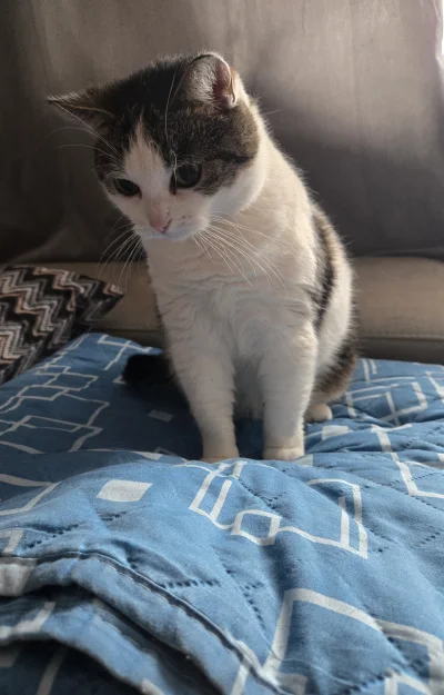 Solsith - #pokazkota dźwięk otwieranej lodówki, #spaslak ( ͡°( ͡° ͜ʖ( ͡° ͜ʖ ͡°)ʖ ͡°) ...