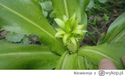 Niewiemja - A co to za ananas ( ͡° ͜ʖ ͡°) @powsinogaszszlaja #rosliny #ogrodnictwo #d...