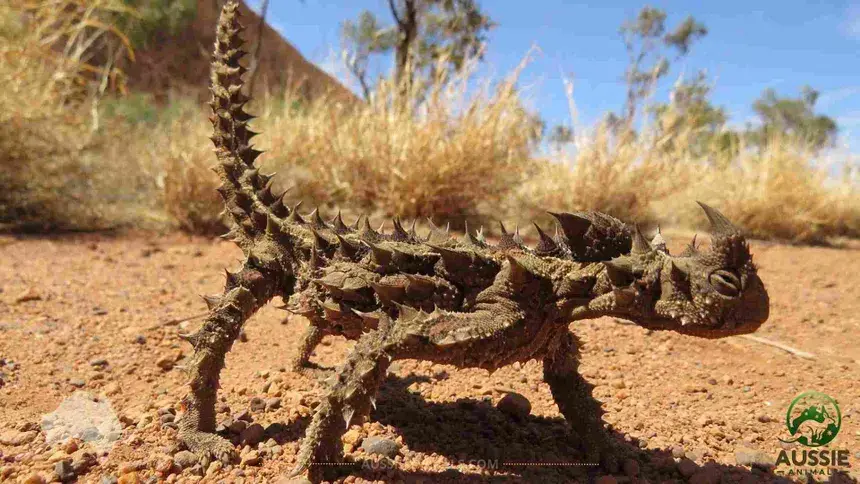 adamsowaanon - @Mantusabra: Przejechac rowerem Canning Stock Route w australii, mniej...