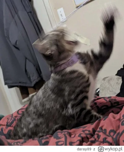 daray89 - #codziennykotopetany #dziwnekotki