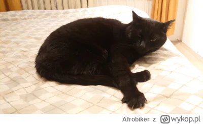 Afrobiker - #koty #ankieta #paranormalne 

Czy te koty są identyczne (drugi w komenta...