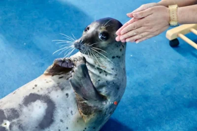 almete - picka zjedzona za jednym razem zaspokaja potrzeby zywieniowe na caly dzien