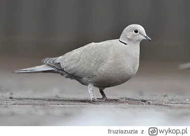 fruziazuzia - @adametto: Miałam kiedyś na balkonie, sierpówki uwiły sobie gniazdko w ...
