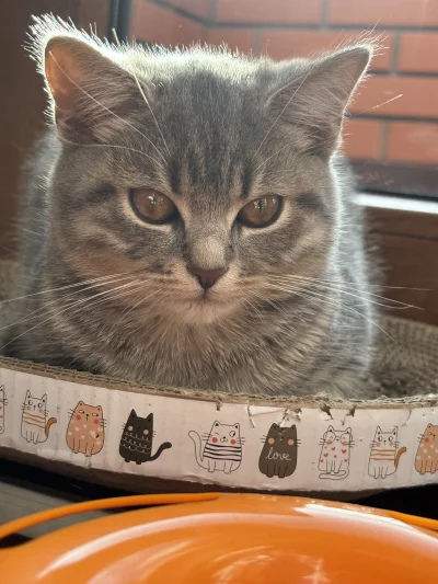 wybryk_natury - Jesteś Misią, widzisz wybryczke i zaczynasz mruczeć 
#misiafanclub #p...