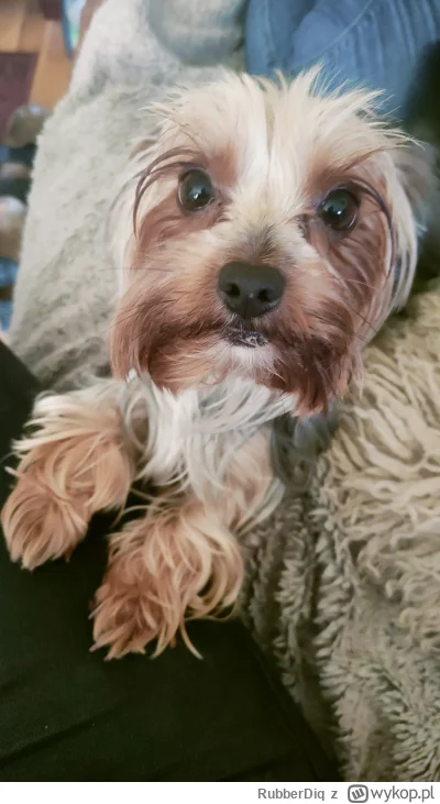 RubberDiq - Can I speak to a manager?