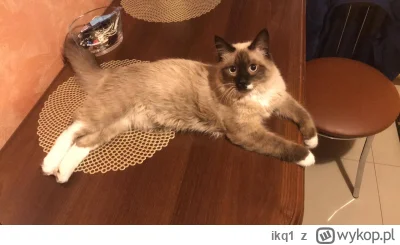 ikq1 - Witam, przesyłam kota do oceny
#koty #pokazkota