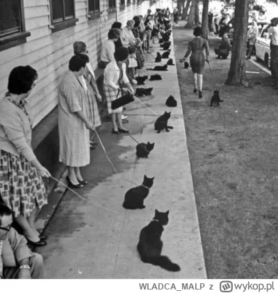 WLADCA_MALP - Przesłuchanie na czarnego kota do horroru, rok 1961.
#koty #heheszki #s...