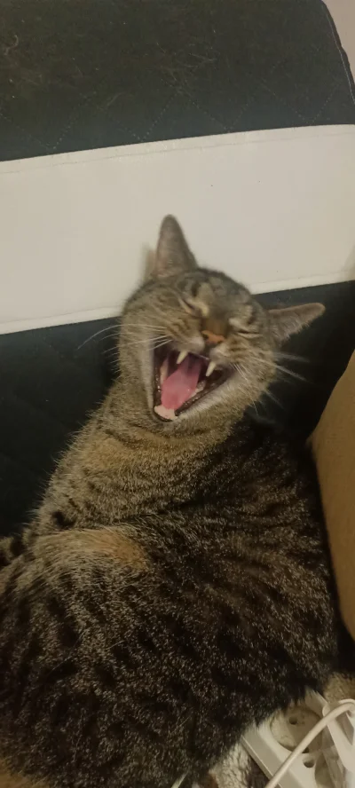 Momento83 - AAAAEEEEEAAAA

#koty #pokazkota