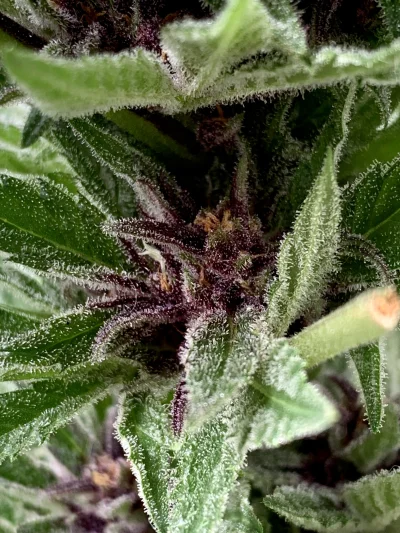 Lujdziarski - Pozdrawiam z moim Niemieckim automacikiem