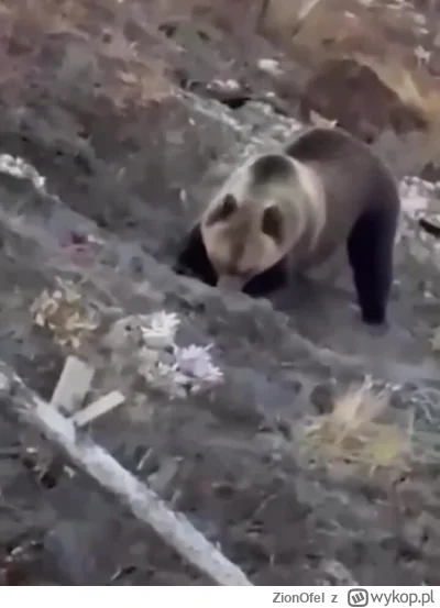 ZionOfel - A czy misio zjadający truchła kacapskich watników zabitych w Ukrainie może...