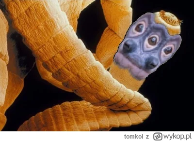 tomkol - #konkursnanajbardziejgownianymemznosaczem 
Pjoter nie pasożytuj na ojcu swoi...