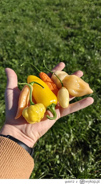 gobi12 - To już ten czas roku.
Ulubiony czas. 

Mój autorski tag papryczkowy #chilizg...