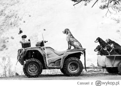 Casuel - @Casuel: Rebecca Williams (Nowa Zelandia), Obserwacja i czekanie. Grupa psów...