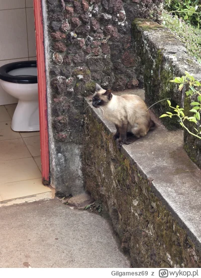 Gilgamesz69 - Czy babcia klozetowa kiku może plusa? 
#kotki #zwierzaczki #kiku