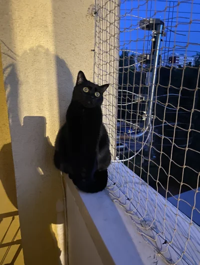 Ytarka - Najpiękniejsze oczy mojego świata! 🖤

#ninjakot #pokazkota #koty #zwierzacz...