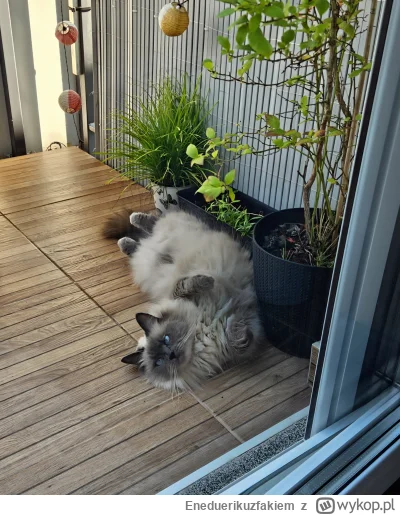 Eneduerikuzfakiem - Kot mi się wykoleił.

#koty #wroclaw