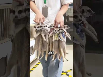 Moczymorda77 - #raportzpanstwasrodka Precz z obozem śmierci dla zwierząt klapken haus...