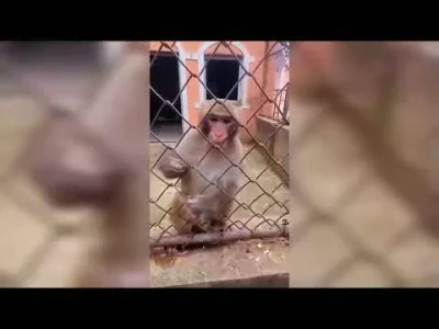 korolu32 - #kiszak Nie pozwole na śmierć maćka z chatu.
https://youtu.be/lgXE8YPbyVw...