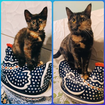 T.....d - 9 miesięcy różnicy #pokazkota #kitku zuza