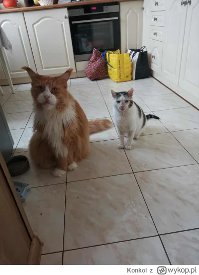 Konkol - @klefonafide: bardzo kocham te bęcwały moje