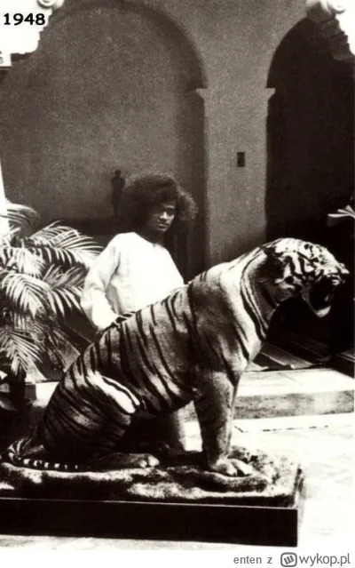 enten - To, co tygryski lubią najbardziej 

#bernatowicz #codziennysaibaba