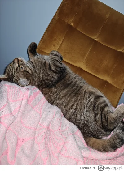 Fixusa - @Skrzypibut Proszę zostawić mojego kota