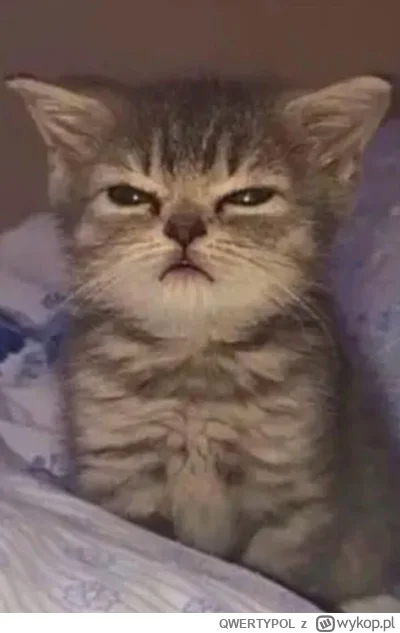 QWERTYPOL - #f1 obudzon