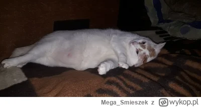 Mega_Smieszek - A kochacie swoje mrumrunie? Bo ja kocham. Otóż biorę taką kotkę miłot...
