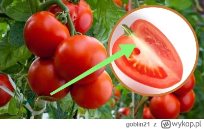 goblin21 - @teoretyk_peklunku Jak na górze. Łatwiej wyciąć "głąba".