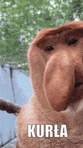 PIAN--A_A--KTYWNA - #konkursnanajbardziejgownianymemznosaczem @pawello321