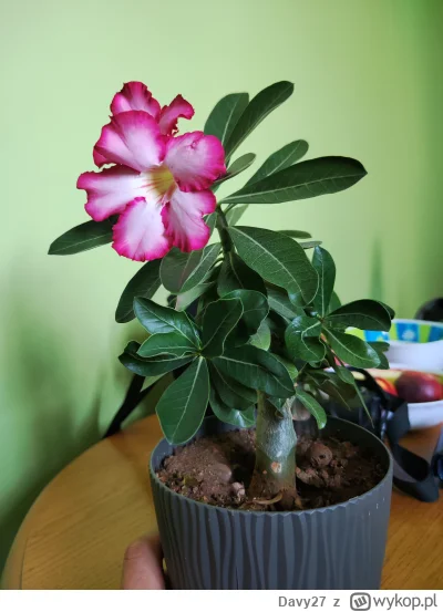 Davy27 - #rosliny 
Po tylu latach poraz pierwszy zakwitła mi pierwsza róża pustyni :)