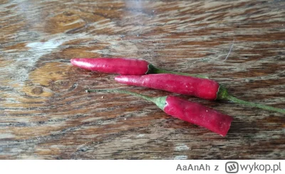 AaAnAh - @mielonkazdzika papryczki takie preferuje ( ͡º ͜ʖ͡º)