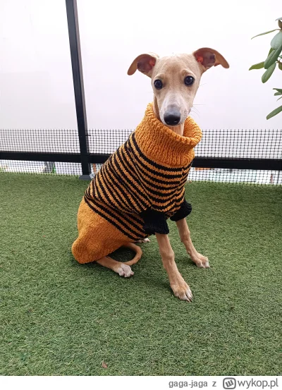 gaga-jaga - #smiesznypiesek #pokazpsa