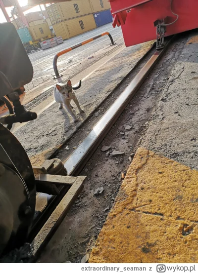 extraordinary_seaman - #codziennywschodslonca #pokazkota

Trafiło się i pierwsze port...