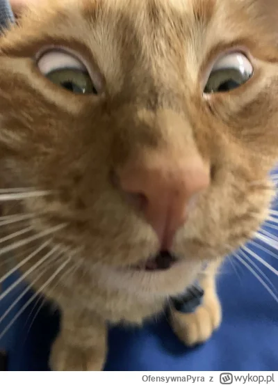 OfensywnaPyra - #dziwnekotki