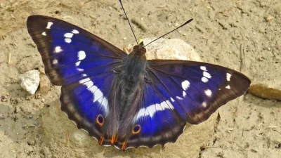 Apaturia - Bardzo bojowy motylek. Mieniak tęczowiec (Apatura iris) spędza większość s...