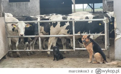 marcinkox3 - #smiesznypiesek #rolnictwo