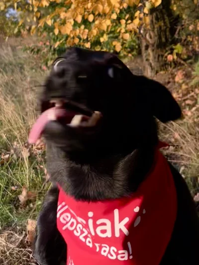 Vilyen - @derzaba elo