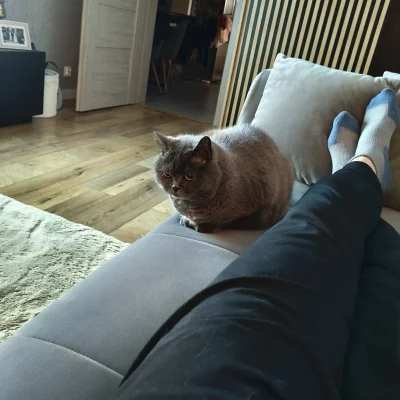 runnerrunner - To jest kotka "koko" dajcie jej plusa! Ma już 10 lat i ma wyrwane 4 zę...