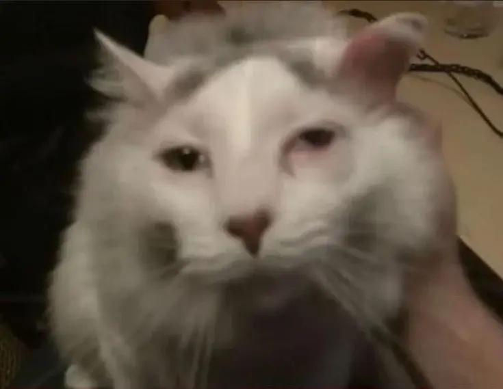 PetalMind - Jest wtorek a ja już skrajnie wyczerpany