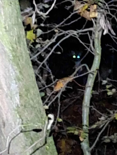 eugene-ysaye - znów mnie las obserwuje
#spierdotrip