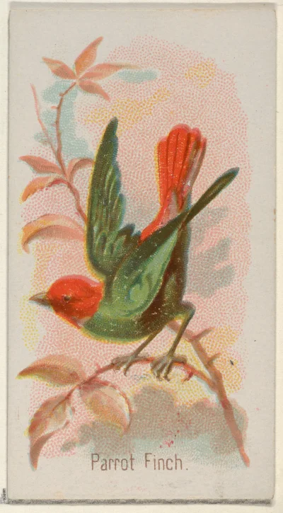 Loskamilos1 - Karta numer 16, parrotfinch, mały ptak należący do rodzaju erythrura, ż...