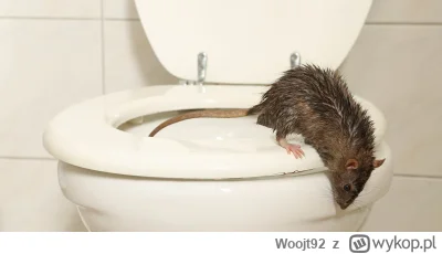 Woojt92 - Dzielny szczur wydostał się z kibla pod koniec sesji. ( ͡° ͜ʖ ͡°)

#meczenn...