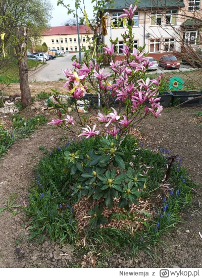 Niewiemja - Wolicie magnolke to wrzucam magnolke ( ͡° ͜ʖ ͡°) #ogrodnictwo #rosliny #k...