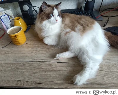 Przwoj - #klemens
#wykopragdollclub